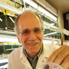 David Reznik