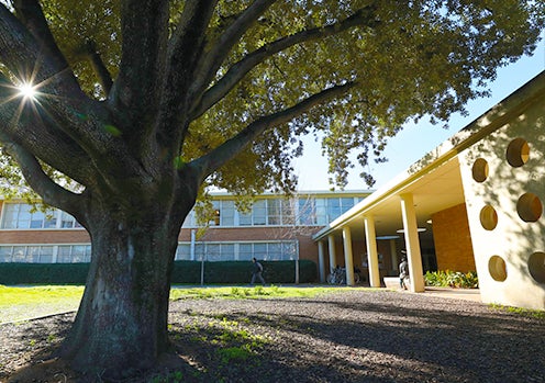 Watkins Oak Tree on Campus